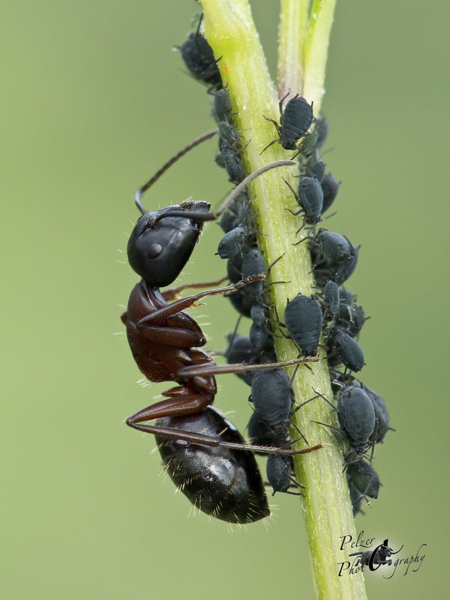 Braunschwarze Rossameise (Camponotus ligniperda)