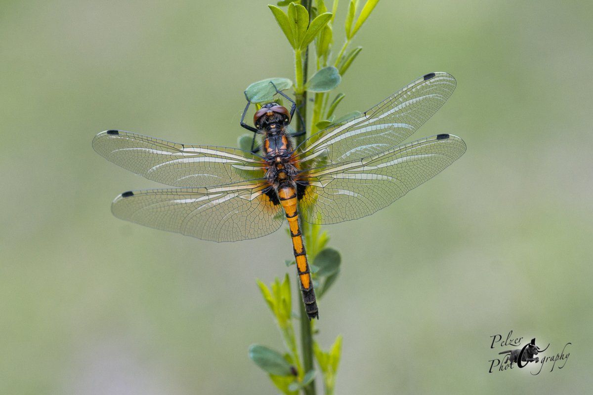 Große Moosjungfer (Leucorrhinia pectoralis)