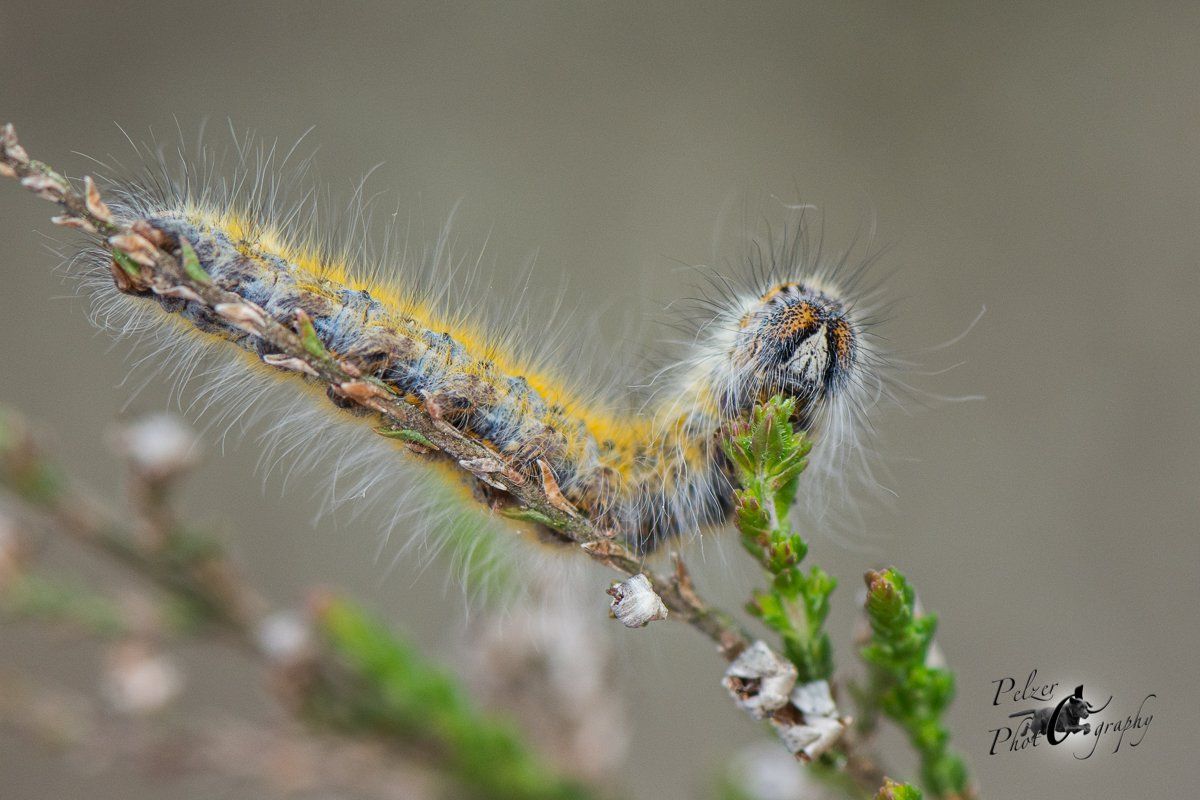 Kleespinner (Lasiocampa trifolii)
