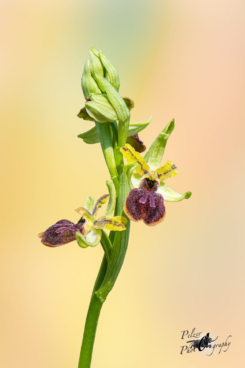 Kleine Spinnen-Ragwurz (Ophrys araneola)