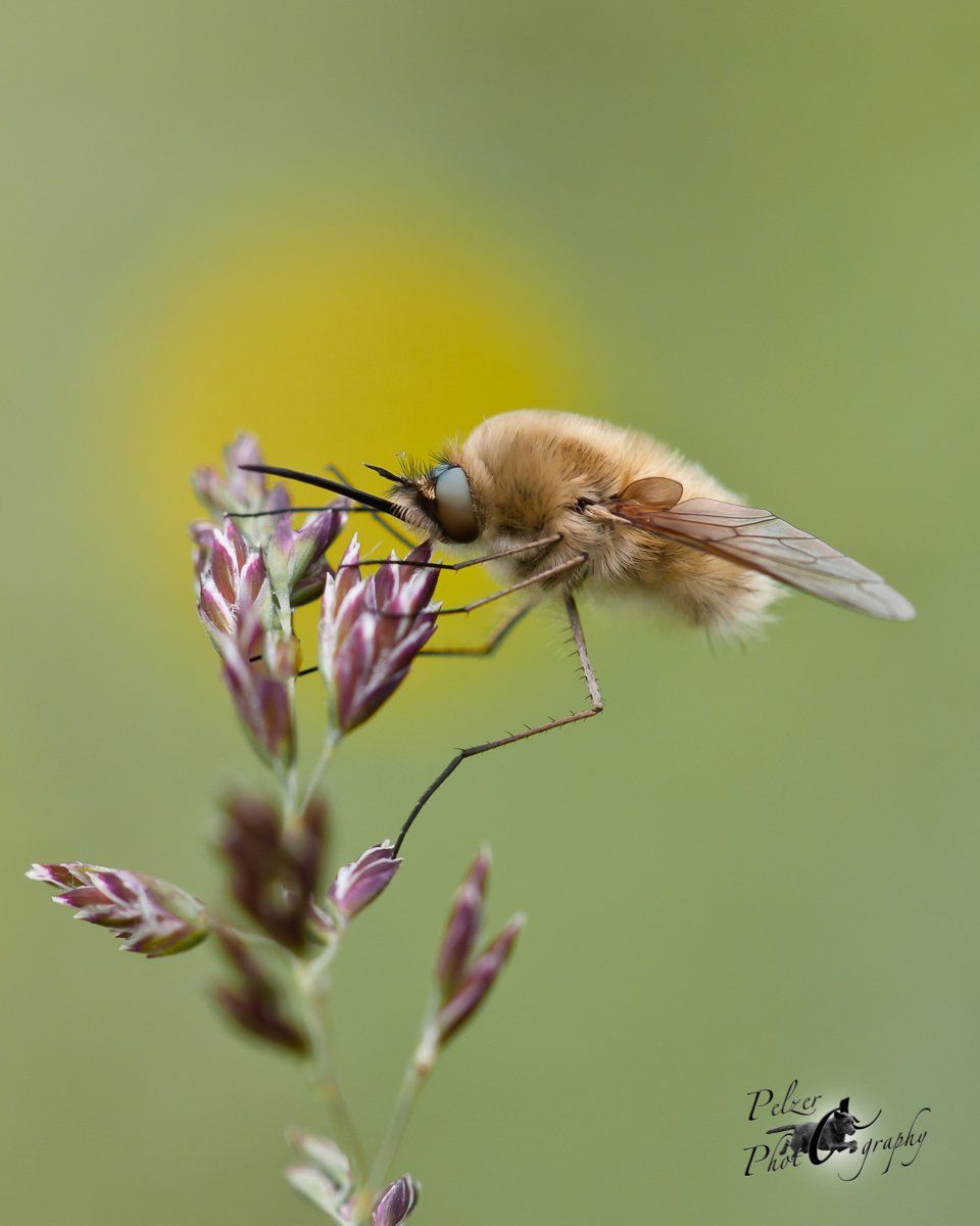 Kleiner Wollschweber (Bombylius minor)