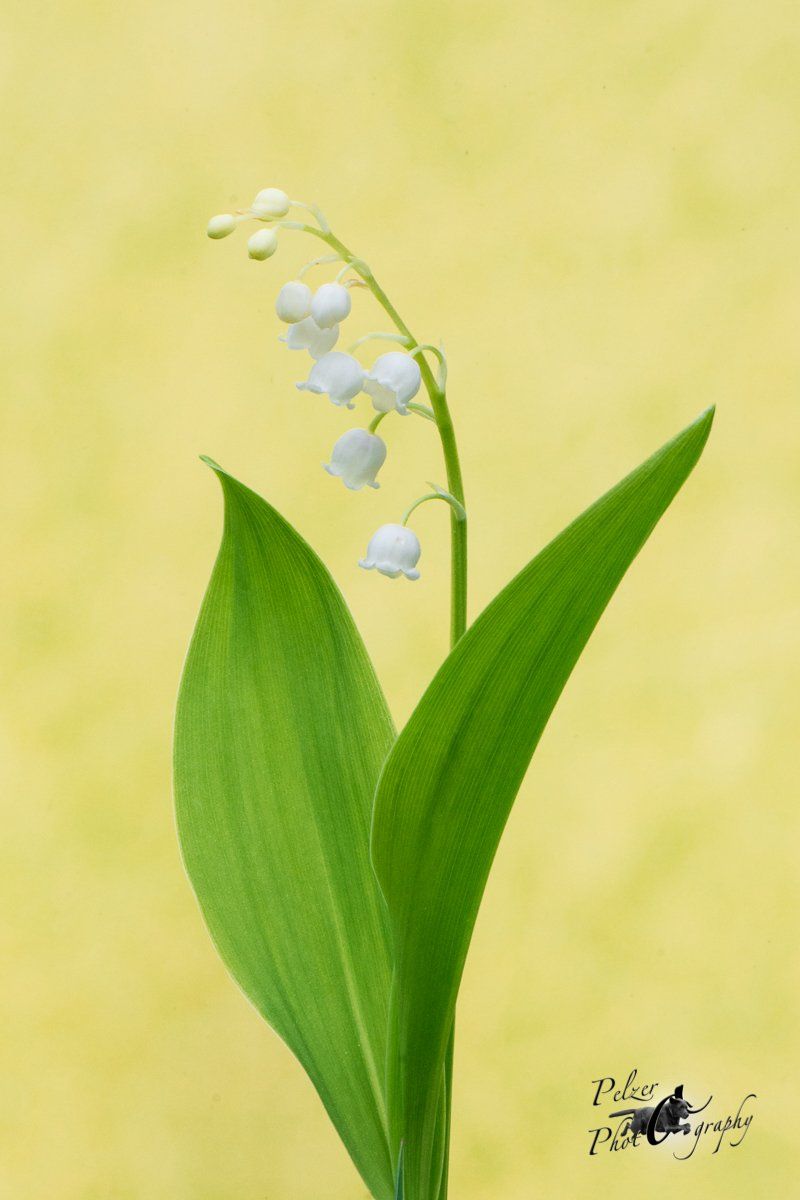 Maiglöckchen (Convallaria majalis)