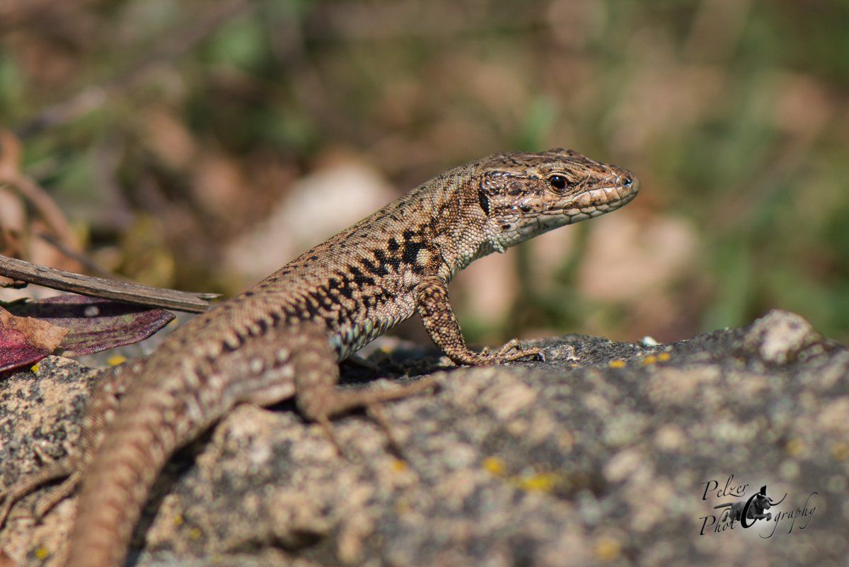 Mauereidechse (Podarcis muralis)
