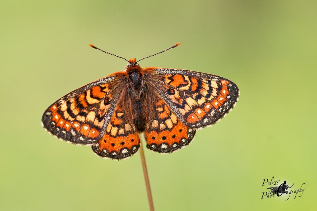 Spanischer Scheckenfalter (Euphydryas desfontainii)