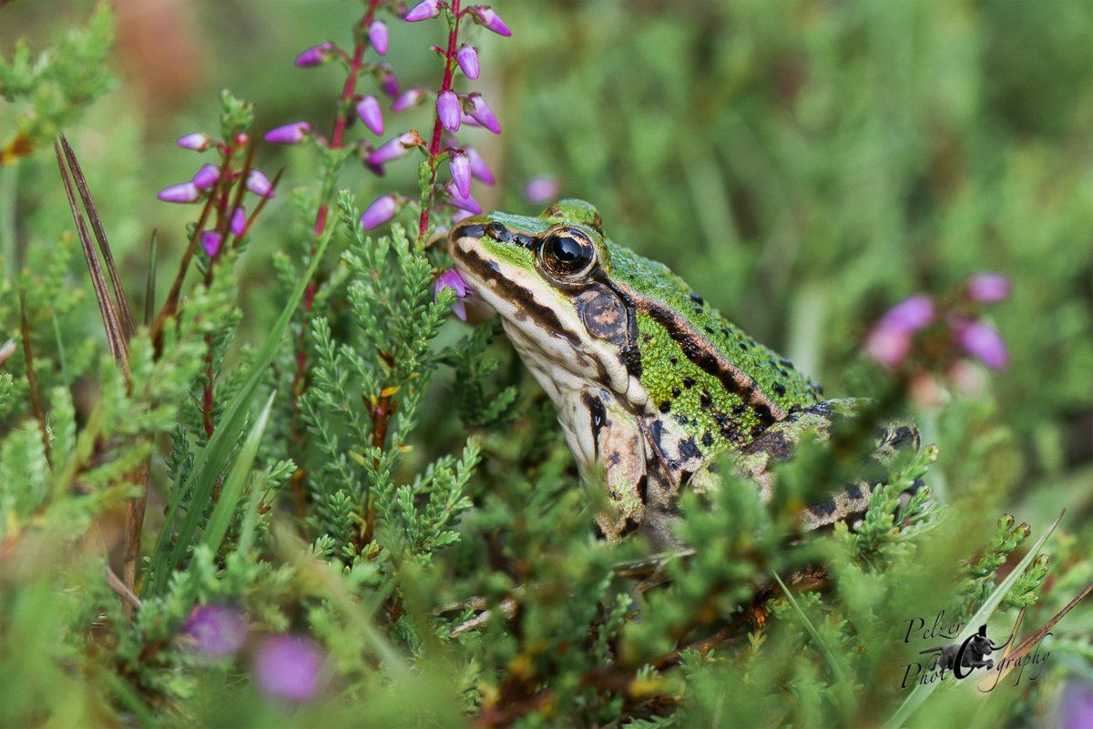 Teichfrosch (Pelophylax kl. esculentus)
