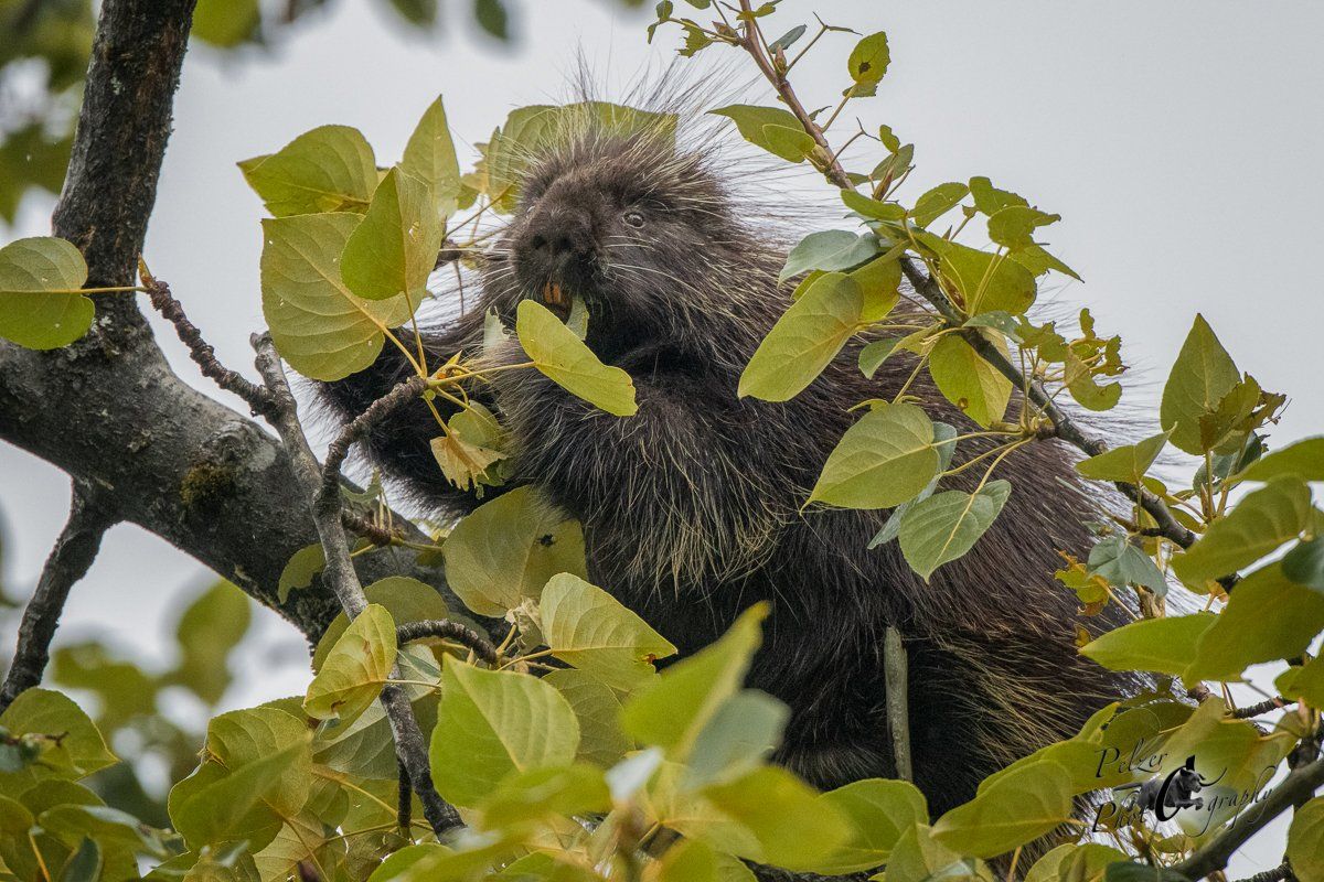 Urson (Erethizon dorsatum)