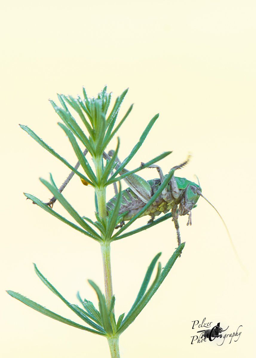 Warzenbeißer (Decticus verrucivorus)