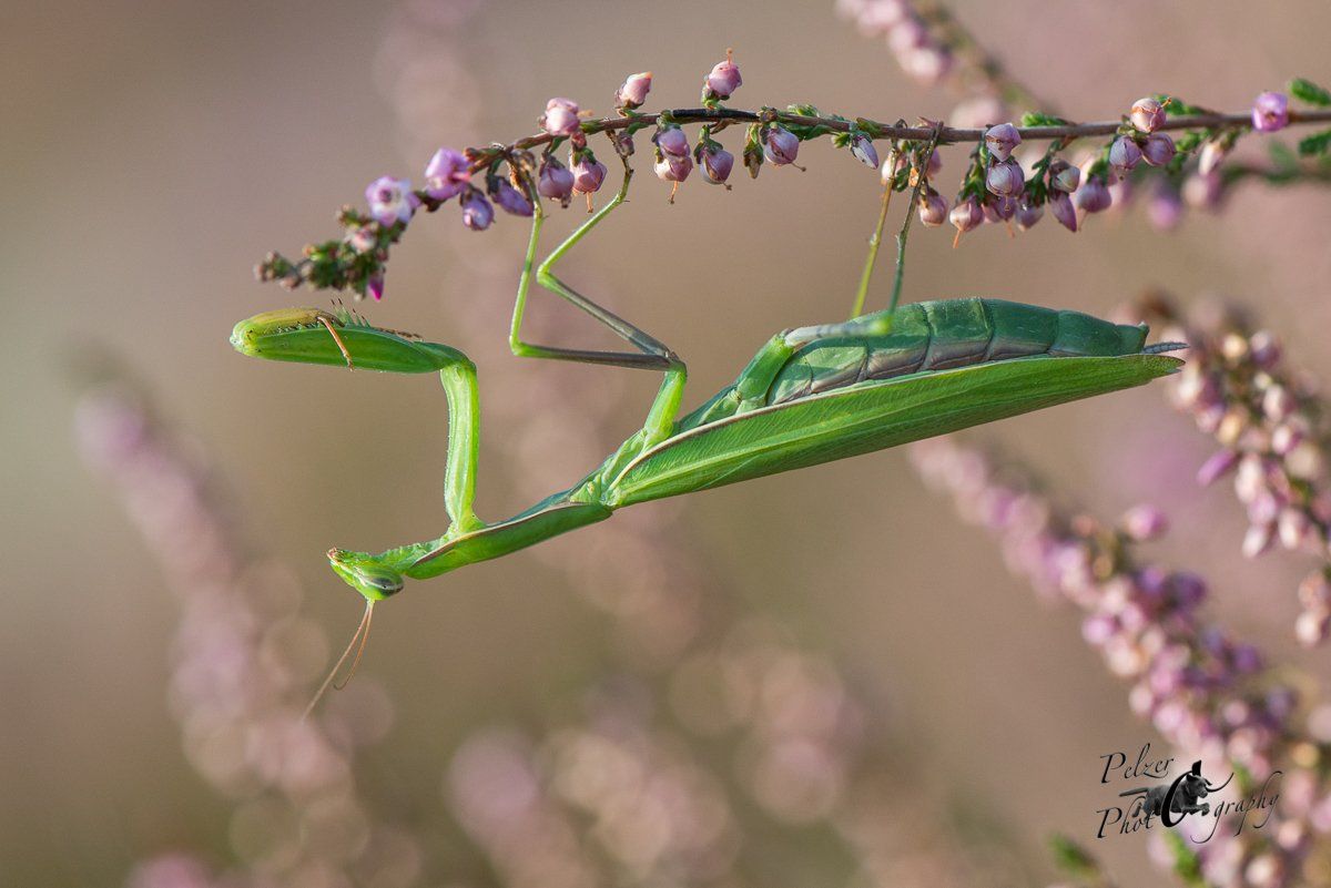 Europäische Gottesanbeterin (Mantis religiosa)