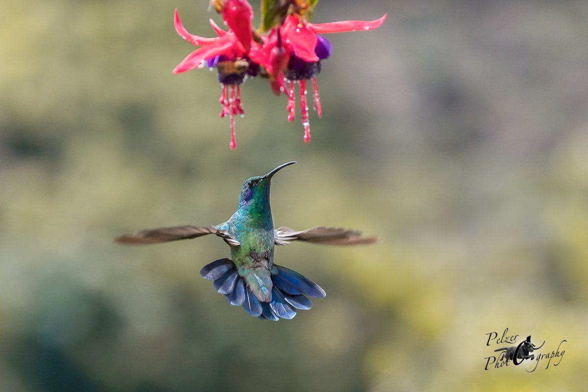 Berg-Veilchenohrkolibri (Colibri cyanotus)