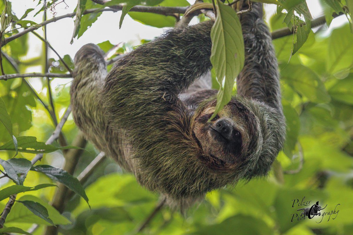 Braunkehl-Faultier (Bradypus variegatus)