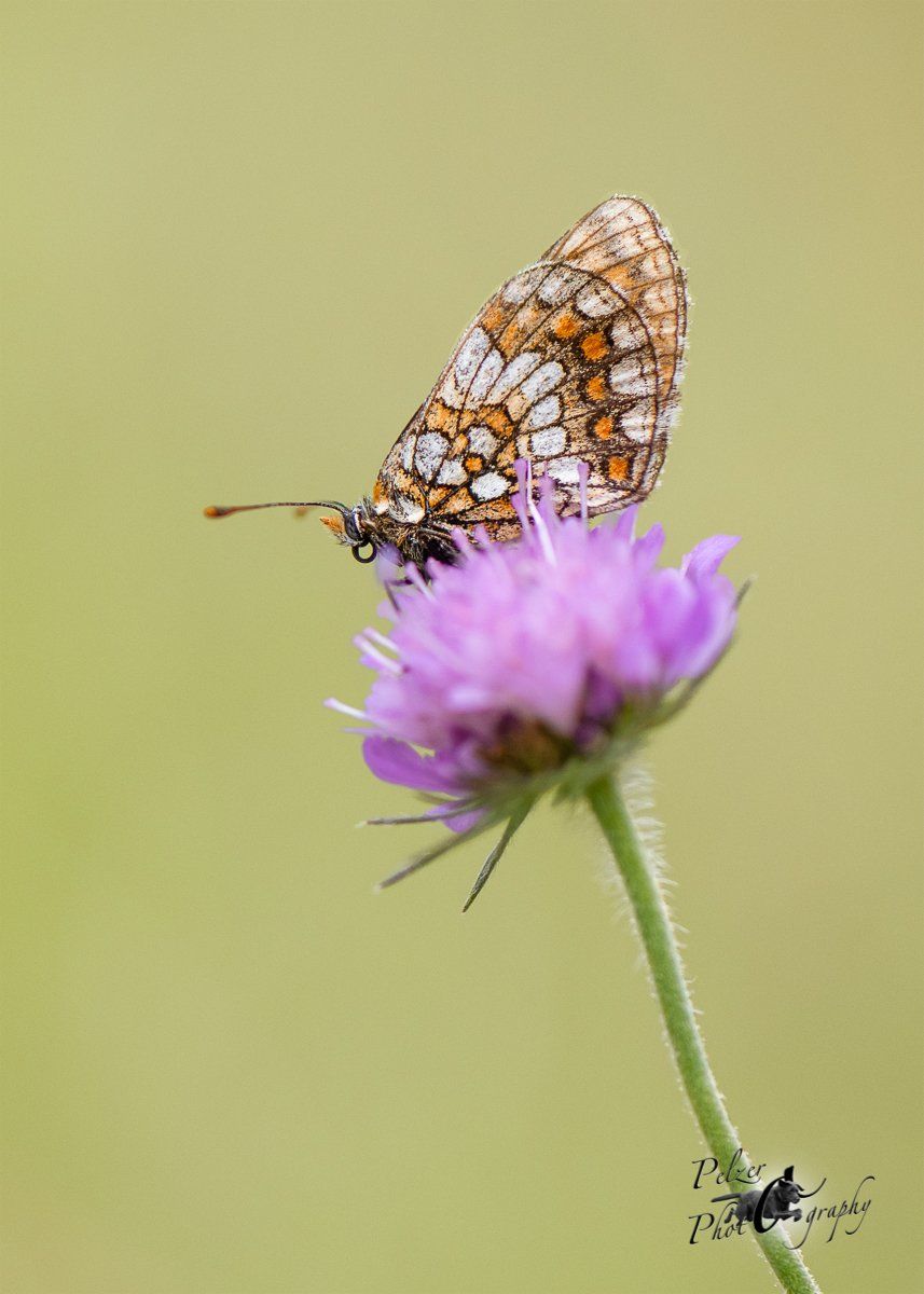 Ehrenpreis Scheckenfalter (Melitaea aurelia)