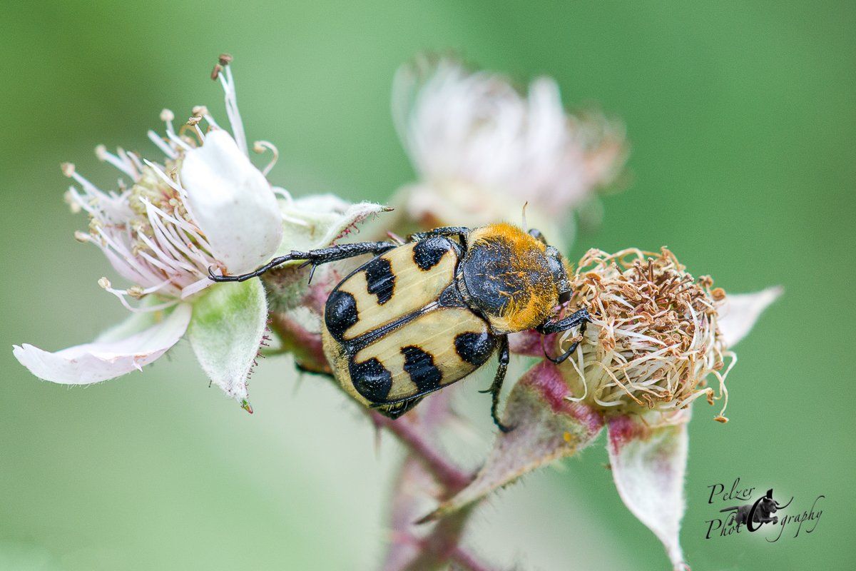 Gebänderter Pinselkäfer (trichius fasciatus)
