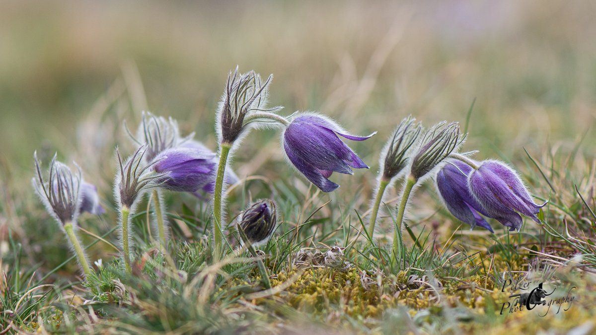Gewöhnliche Küchenschelle (Pulsatilla vulgaris)
