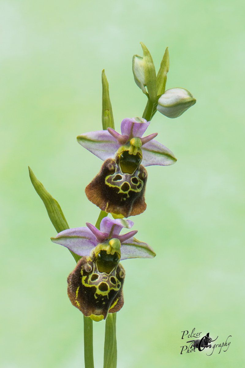 Hummel-Ragwurz (Ophrys holoserica)