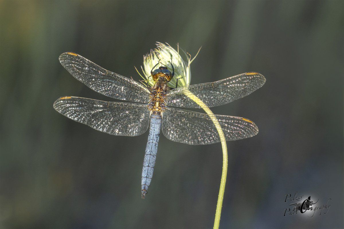 Kleiner Blaupfeil (Orthetrum coerulescens)