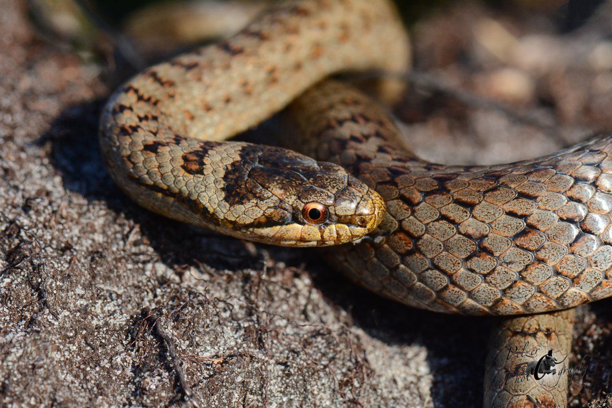 Schlingnatter (Coronella austriaca)