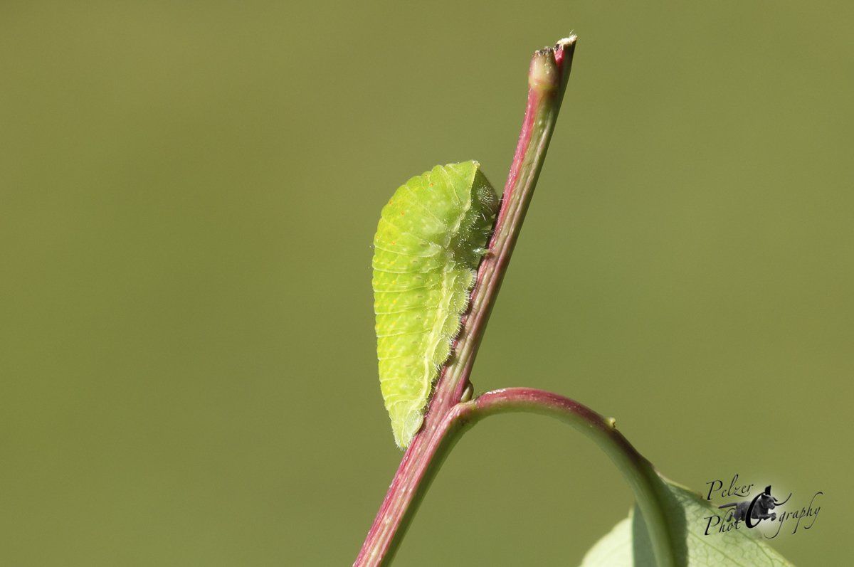 Segelfalter (Iphiclides podalirius)