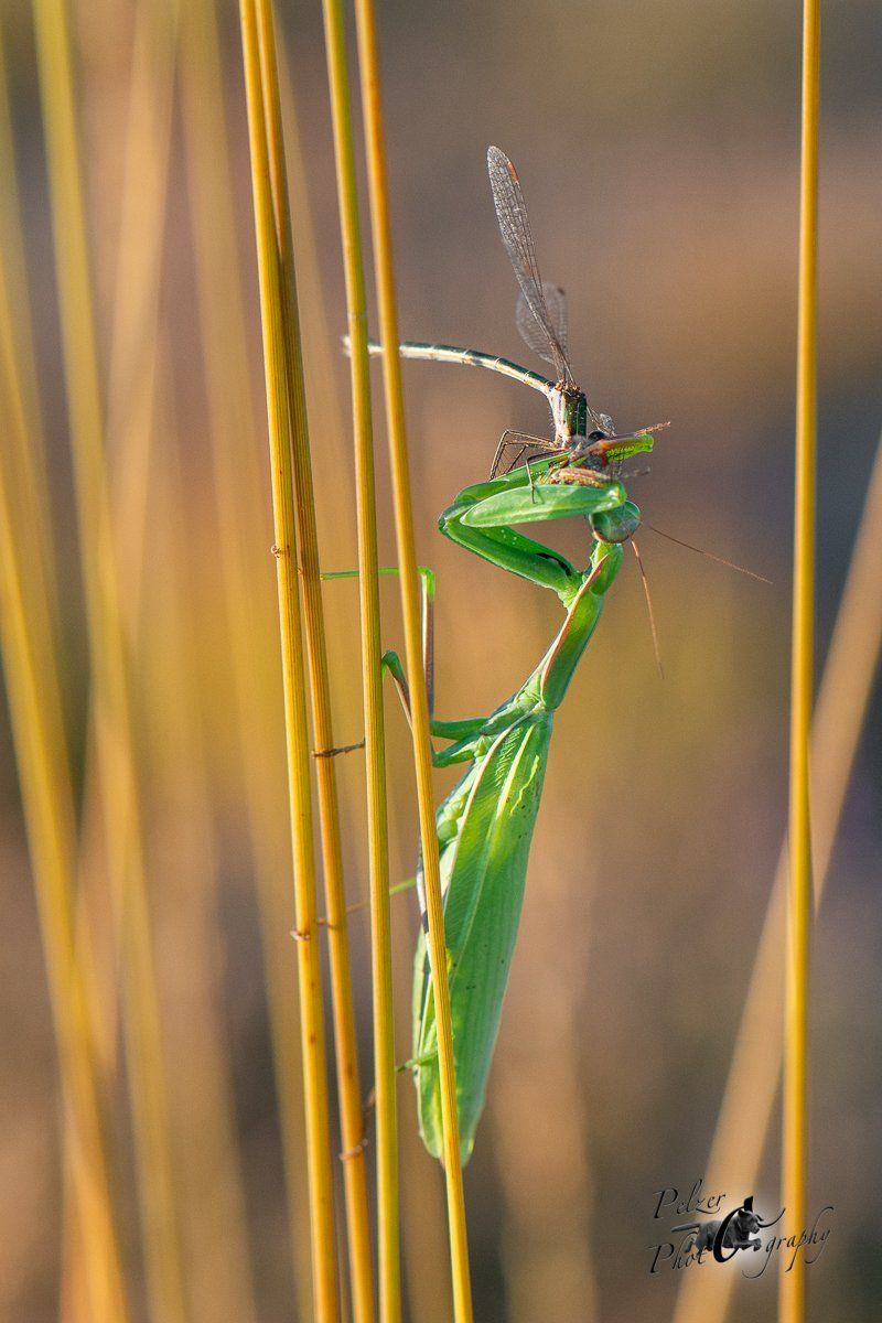 Europäische Gottesanbeterin (Mantis religiosa)