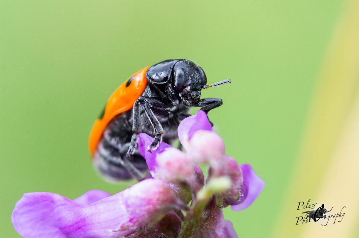 Ameisen-Sackkäfer (Clytra laeviuscula)