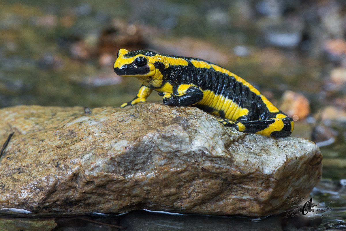 Gebänderter Feuersalamander (Salamandra salamandra terrestris)