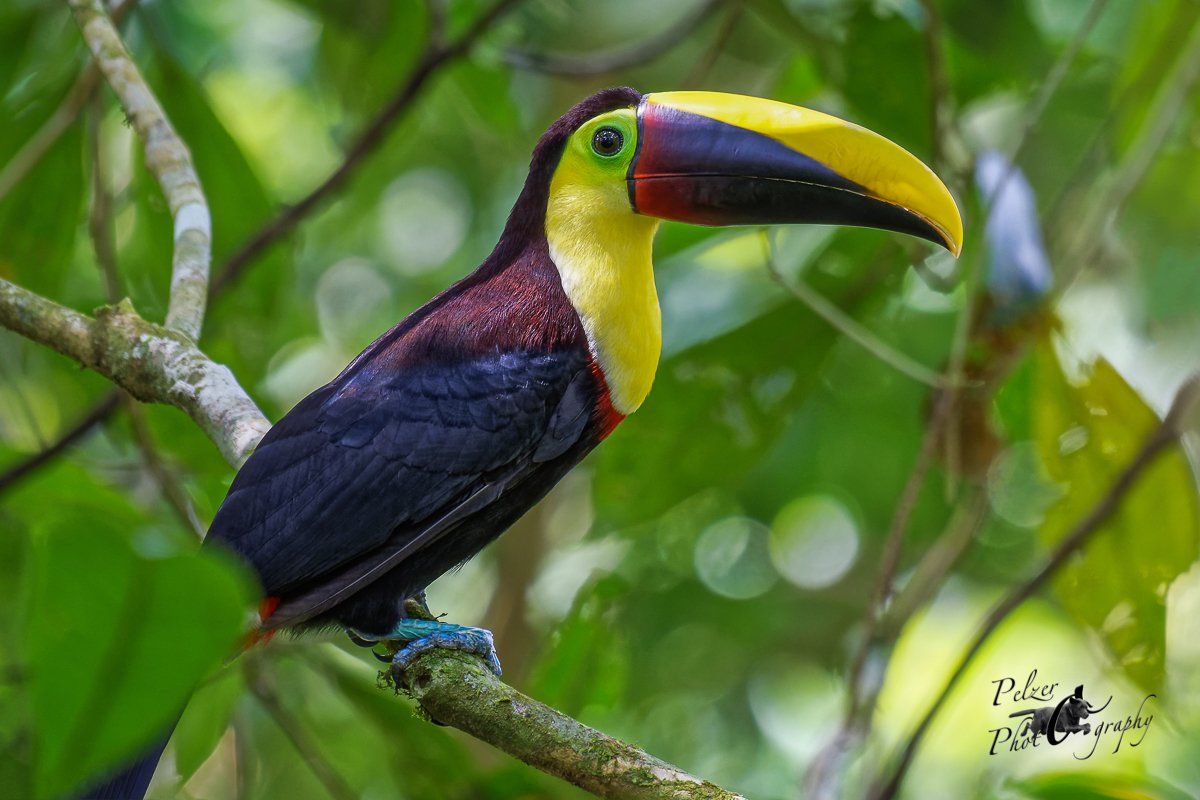 Goldkehltukan (Ramphastos ambiguus)