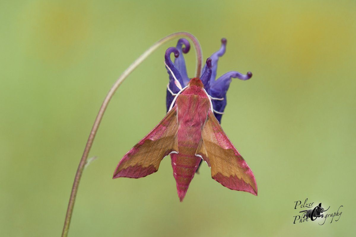 Kleiner Weinschwärmer (Deilephila porcellus)