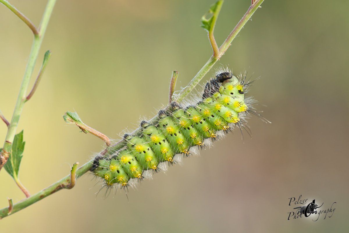 Kleines Nachtpfauenauge (Saturnia pavonia)