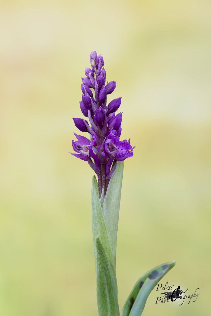 Manns-Knabenkraut (Orchis mascula)