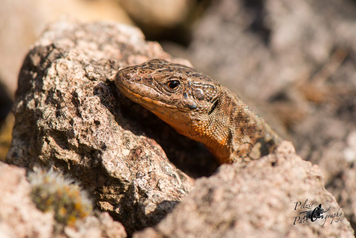 Mauereidechse (Podarcis muralis)
