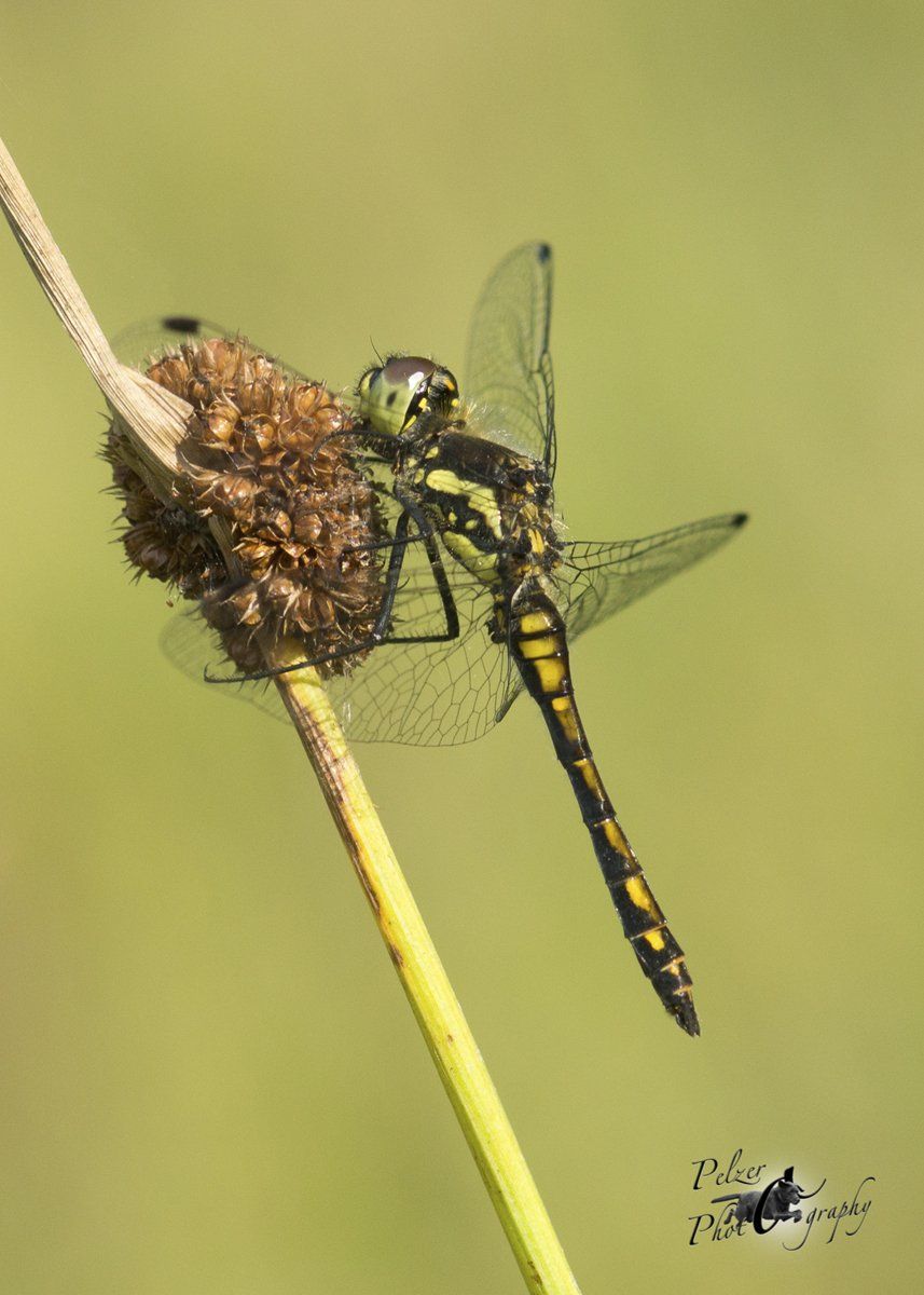 Schwarze Heidelibelle (Sympetrum danae)