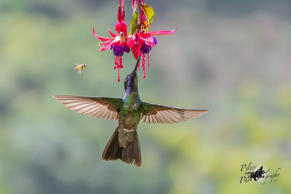 Violettkron-Brillantkolibri (Eugenes fulgens spectabilis)