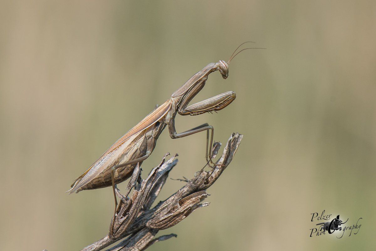 Europäische Gottesanbeterin (Mantis religiosa)