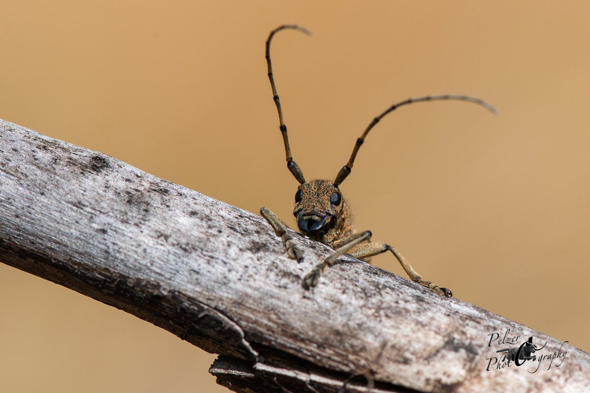 Großer Pappelbock (Saperda carcharias)