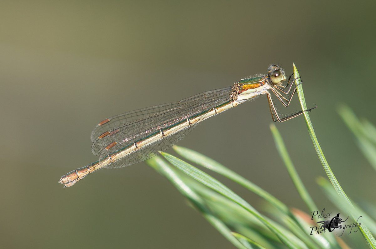 Kleine Binsenjungfer (Lestes virens)