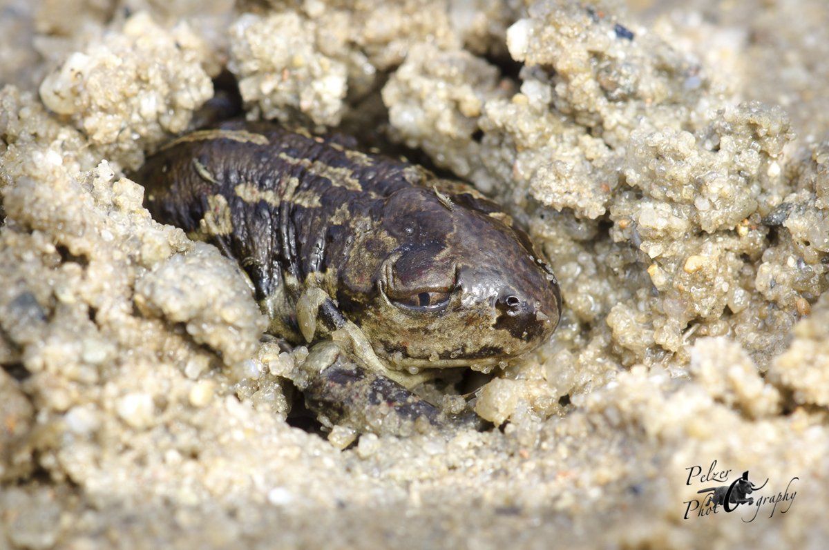 Knoblauchkröte (Pelobates fuscus)