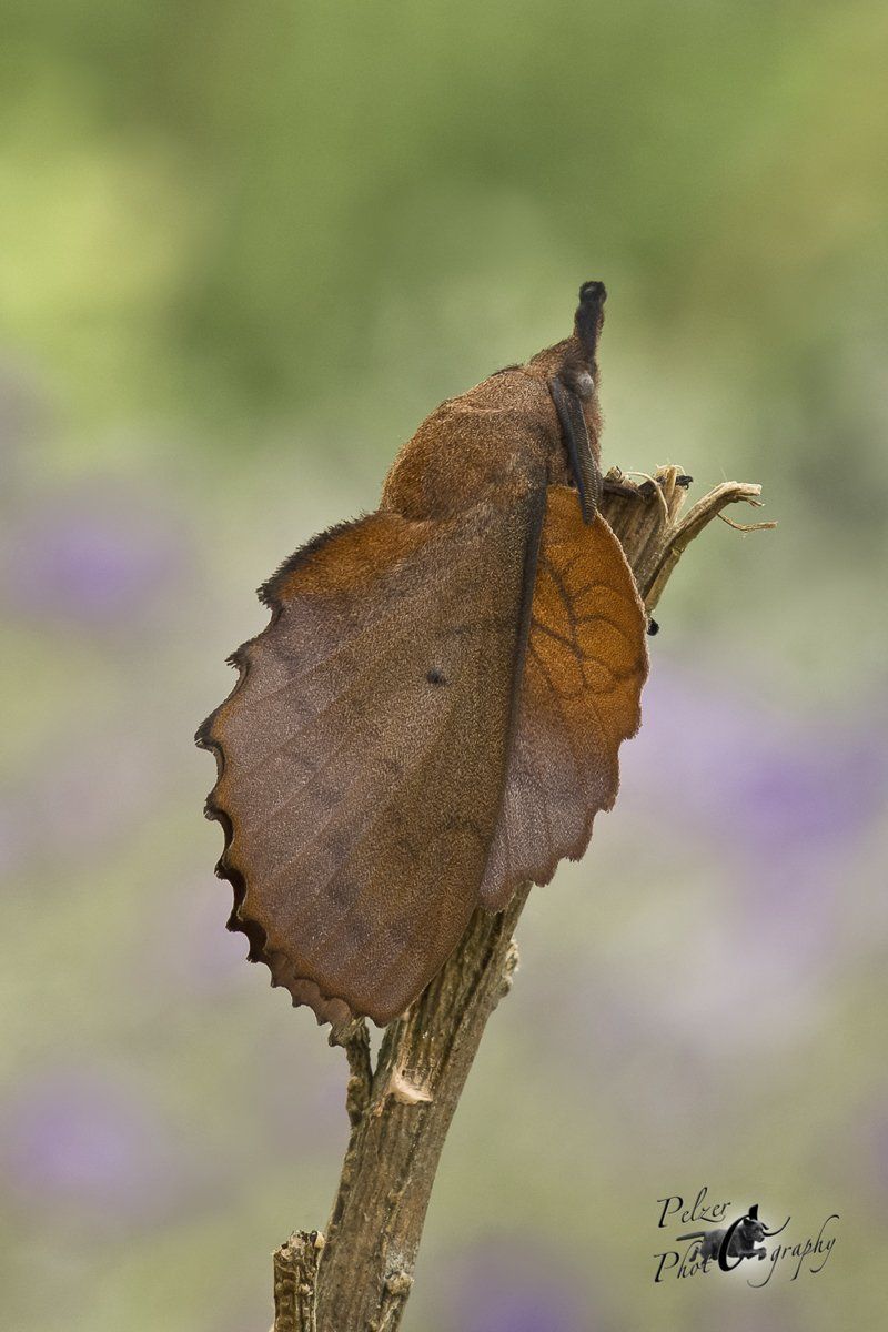 Kupferglucke (Gastropacha quercifolia)
