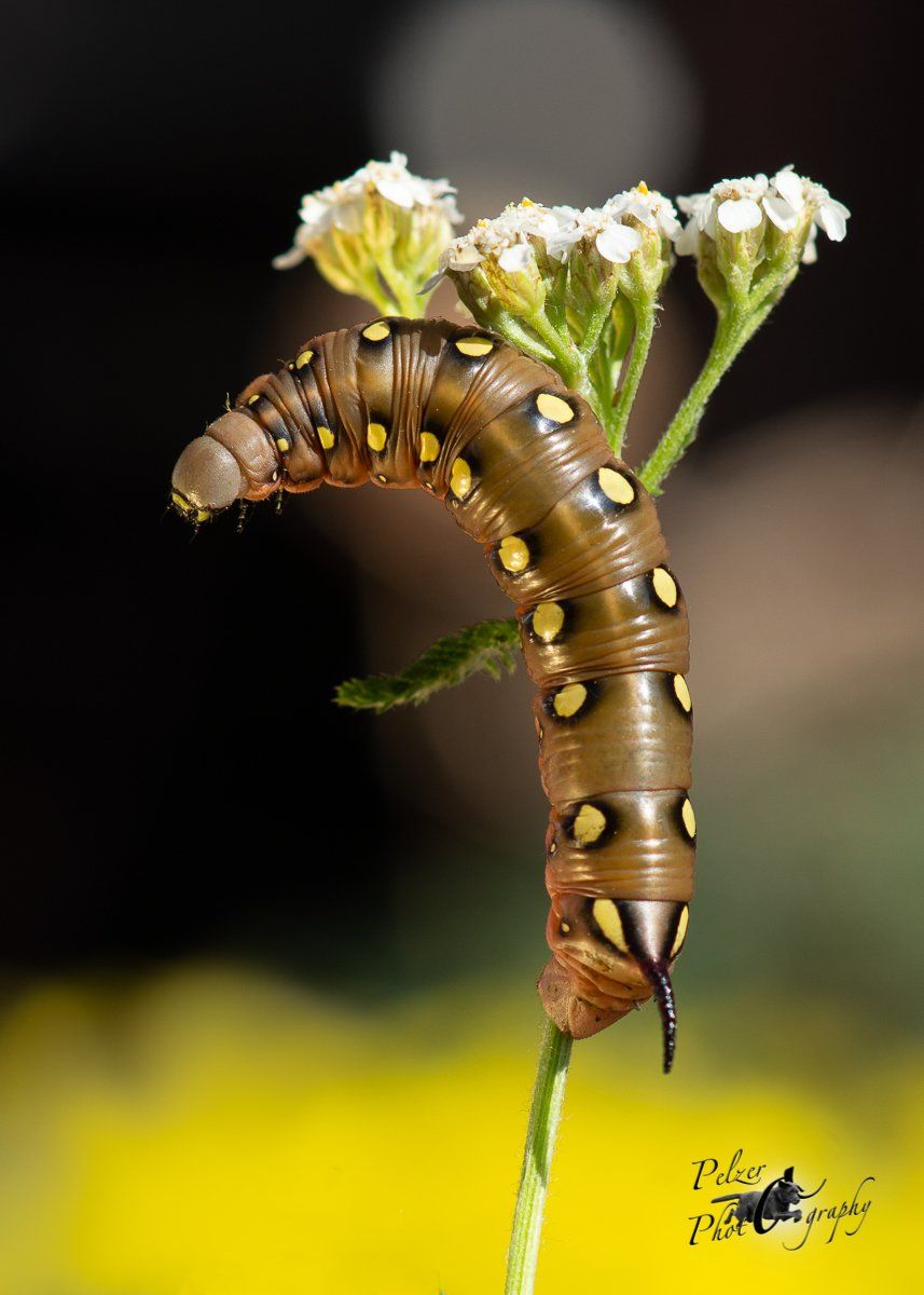 Labkrautschwärmer (Hyles gallii)