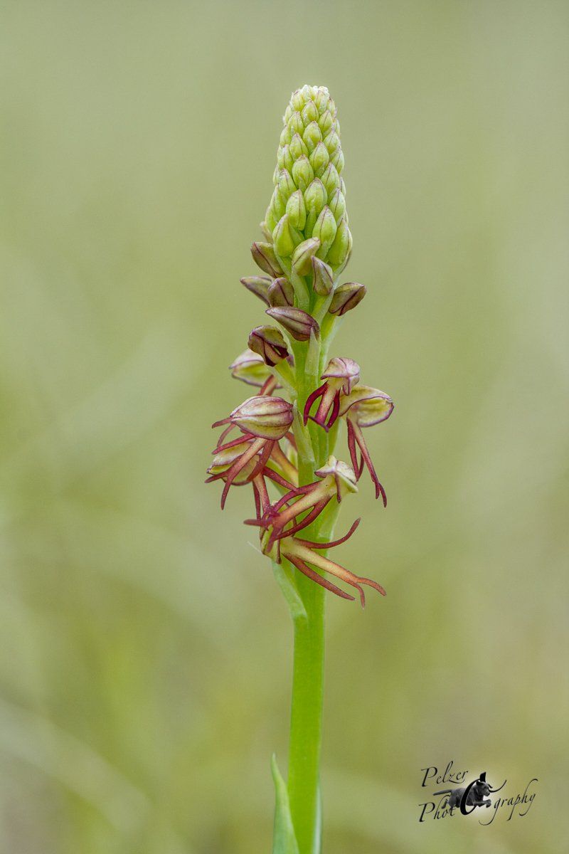 Ohnhorn (Orchis anthropophora)