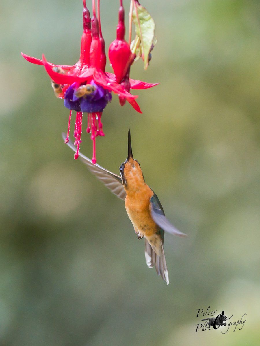 Purpurkehlnymphe (Lampornis calolaemus)