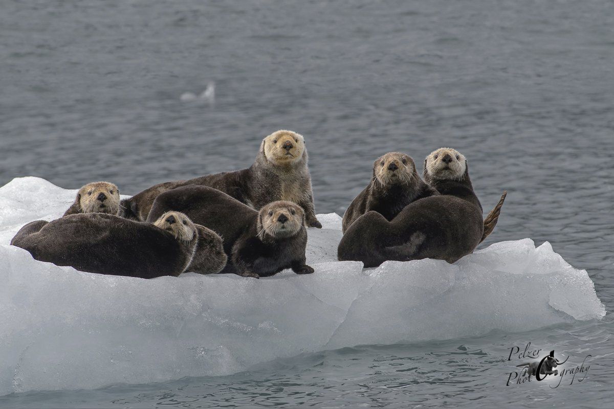 Seeotter (Enhydra lutris)