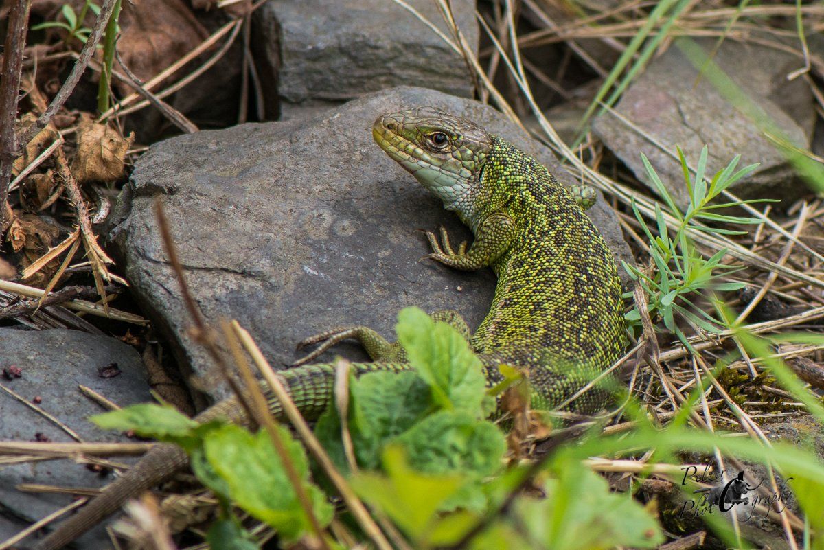Westliche Smaragdeidechse (Lacerta bilineata)