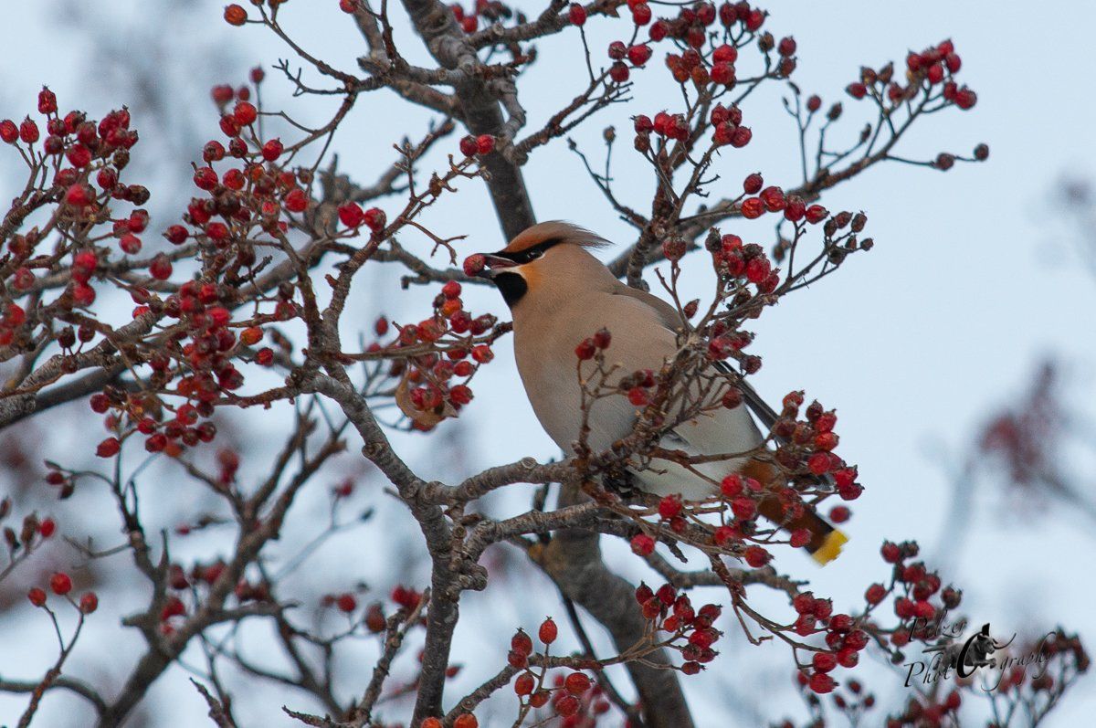 Europäischer Seidenschwanz (Bombycilla g. garrulus)