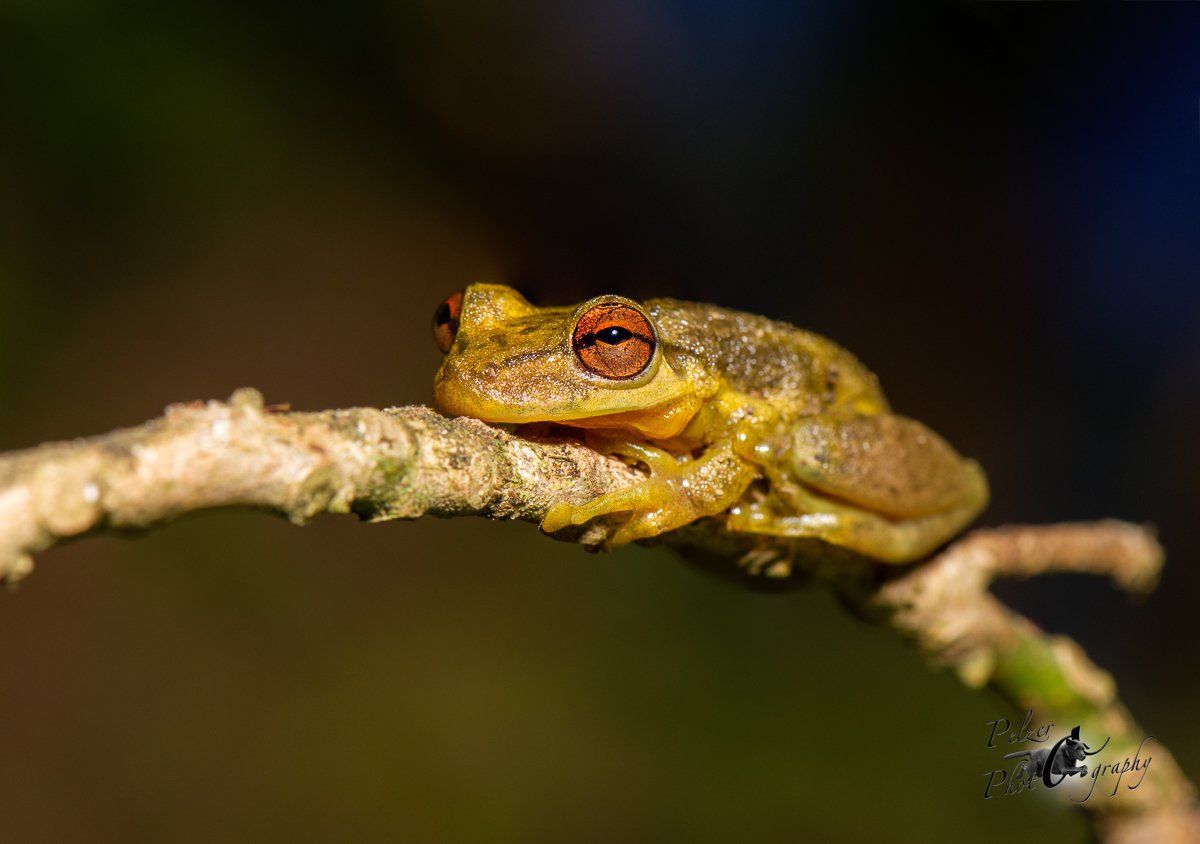 Giftiger Krötenlaubfrosch (Trachycephalus venulosus)