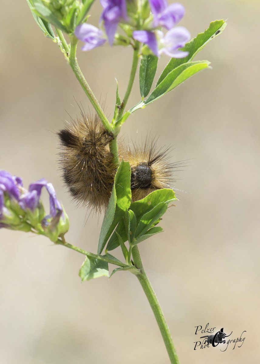 Ginster-Streckfuß (Calliteara fascelina)