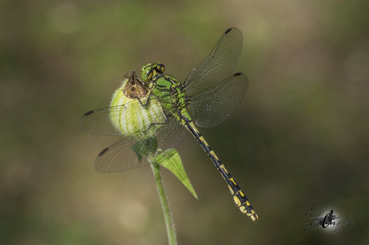 Grüne Flussjungfer (Ophiogomphus cecilia)