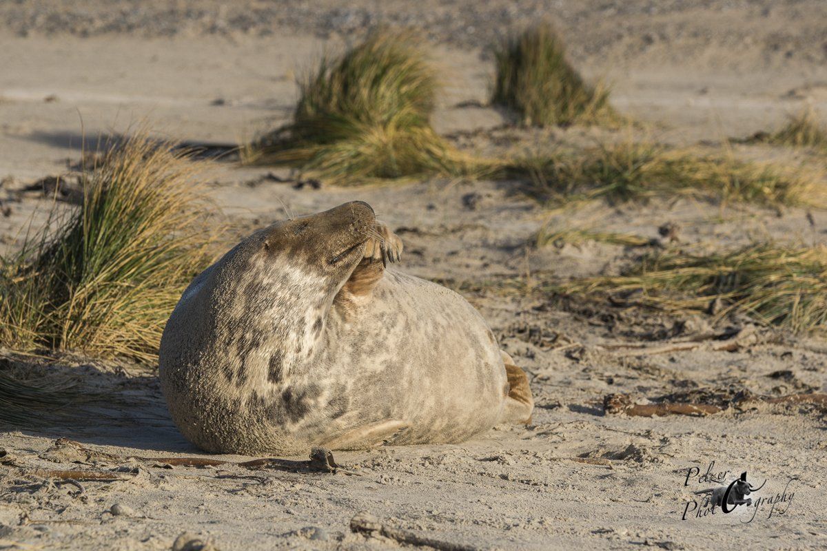 Helgoland Kegelrobbe (Halichoerus grypus)