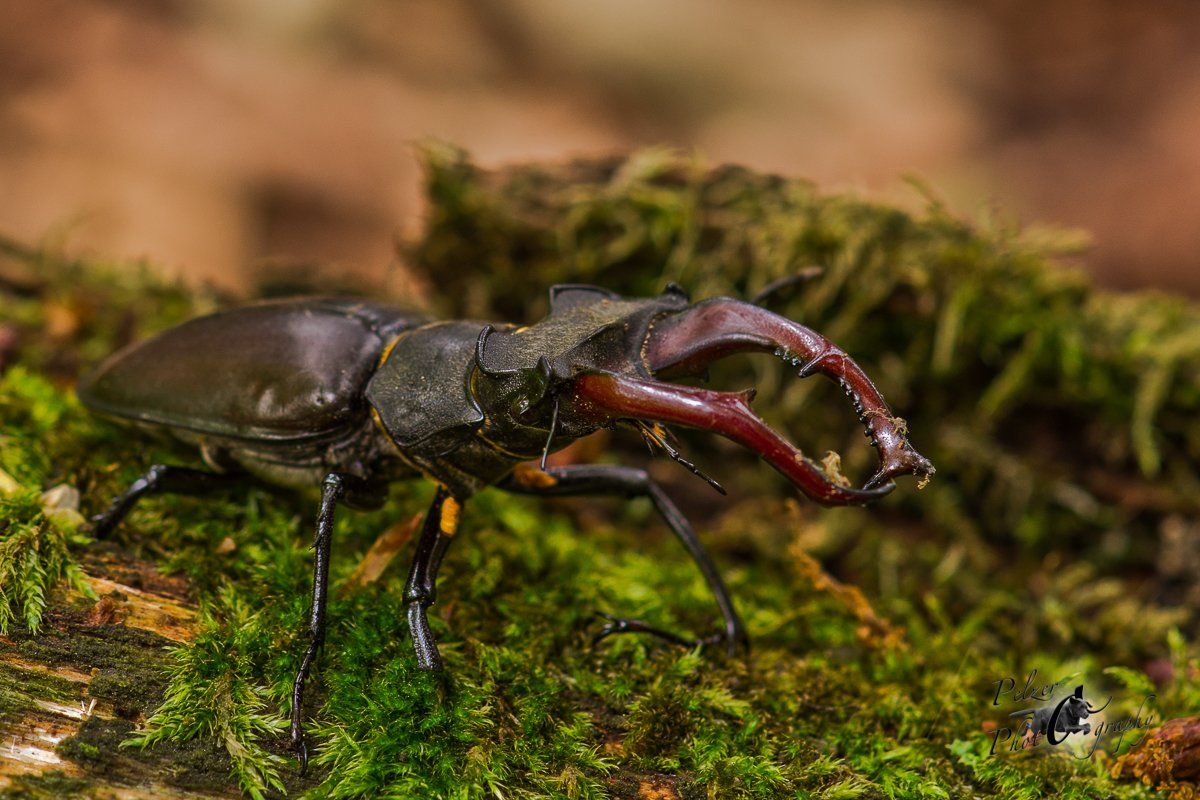 Hirschkäfer (Lucanus cervus)
