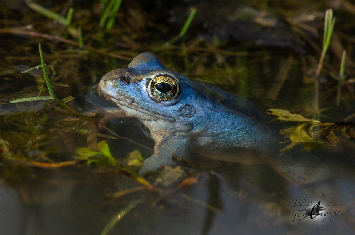 Moorfrosch (Rana arvalis)