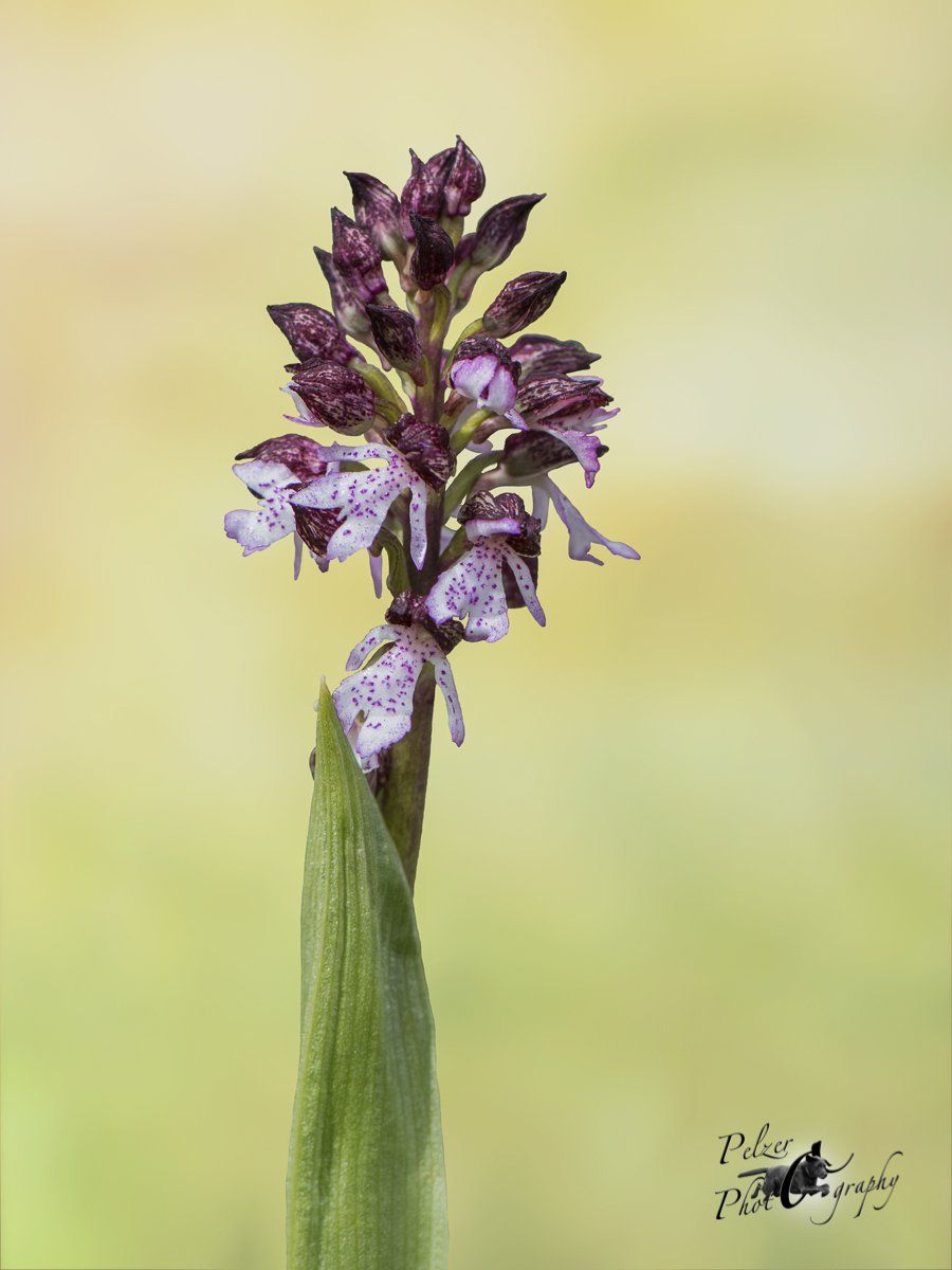Purpur-Knabenkraut (Orchis purpurea)