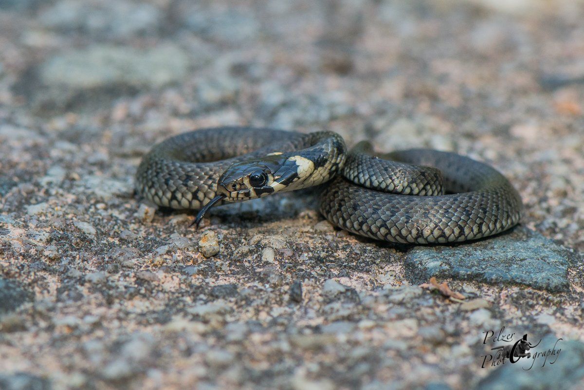 Ringelnatter (Natrix natrix)